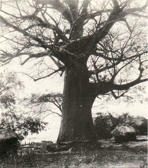 baobab